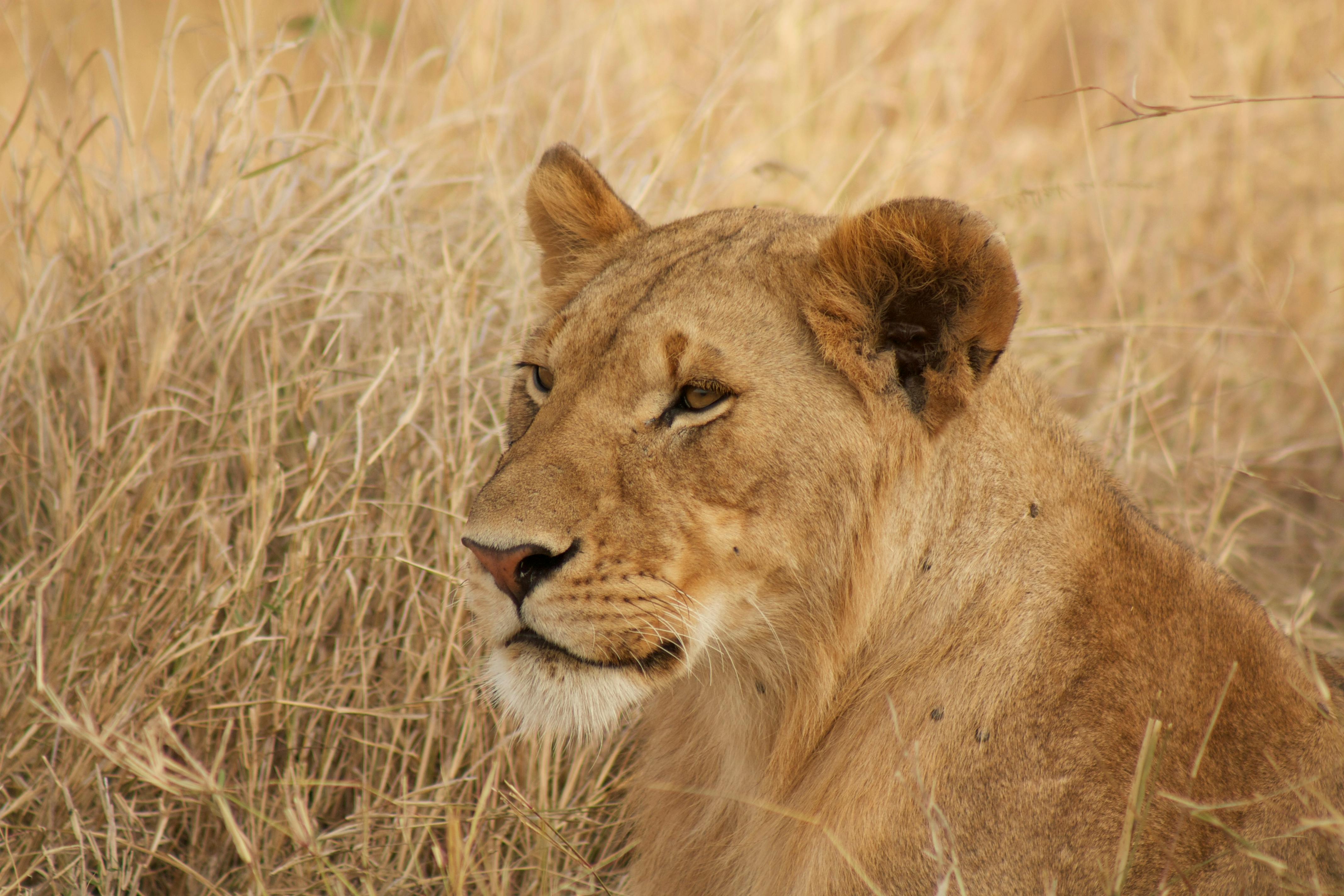 Detailed close-up of a peaceful lioness resting in natural habitat.