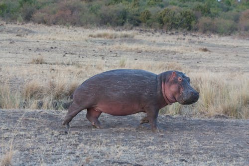Gratuit Photos gratuites de animal, clairière, hippopotame Photos