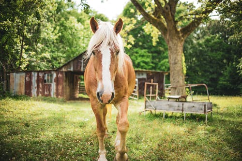 Δωρεάν στοκ φωτογραφιών με άλογο, γήπεδο, ζωικά