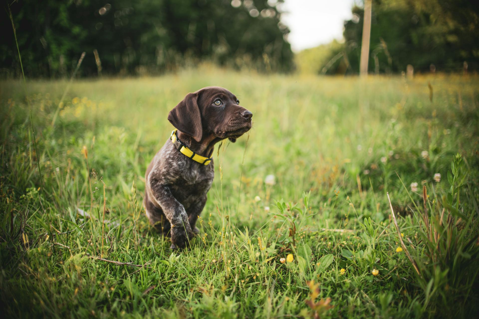 Le chien à poils courts allemand dans l'herbe