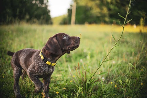 Brown Dog on Green Grass Field