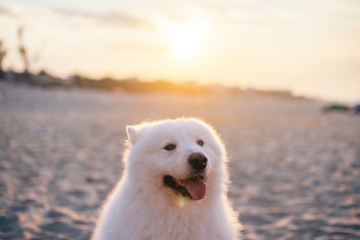 Samoyed dog relaxing on a sandy beach at sunset in Vietnam, creating a serene and joyful moment.