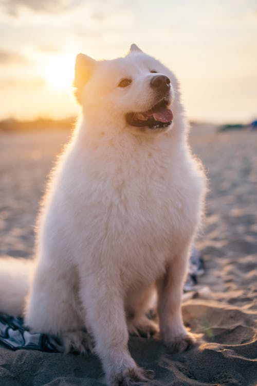 A White Dog Sitting on the Sand