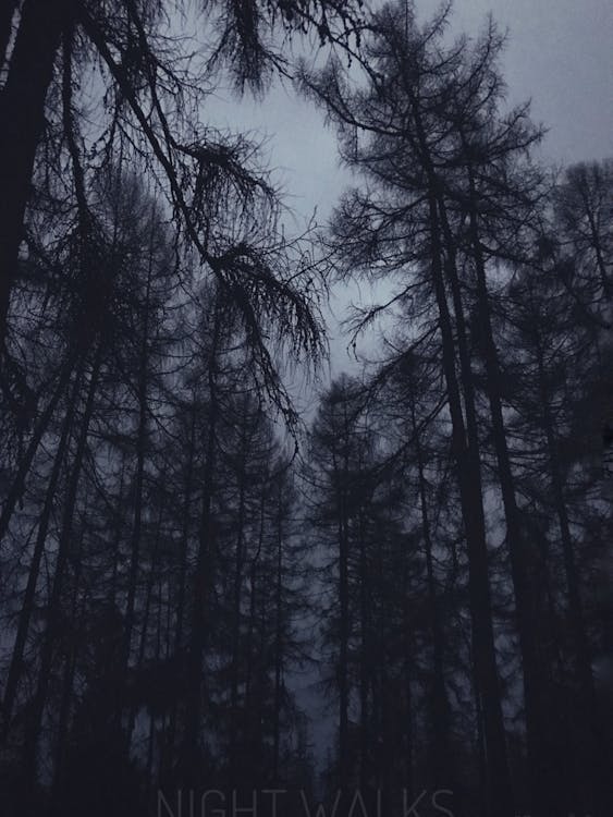 Free stock photo of black forest, blur, forest