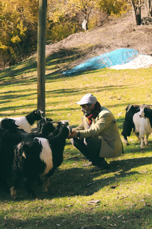 Free Elderly Man petting the Goats Stock Photo