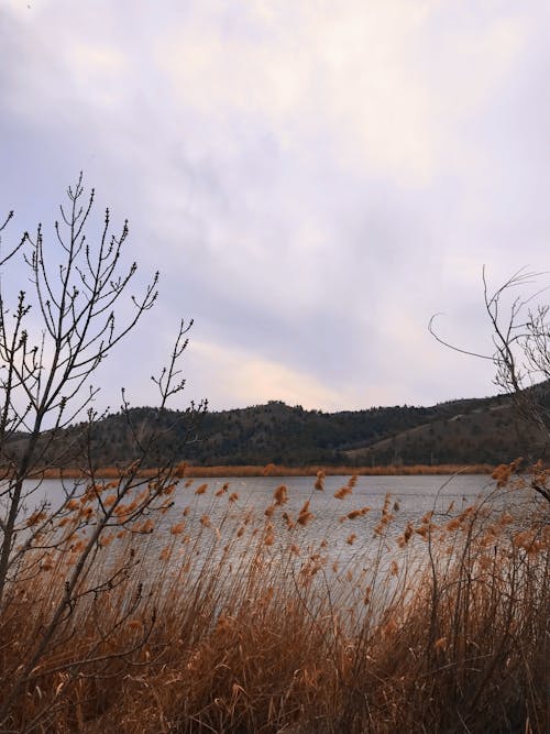 Free View of a Lake Near Mountain Stock Photo