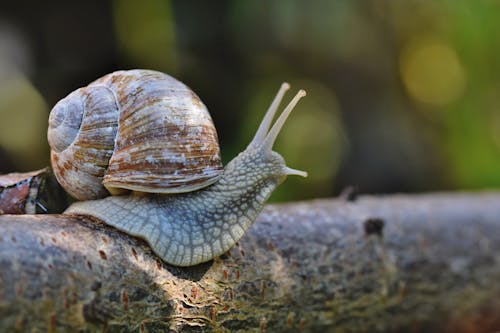 
A Close-Up Shot of a Snail