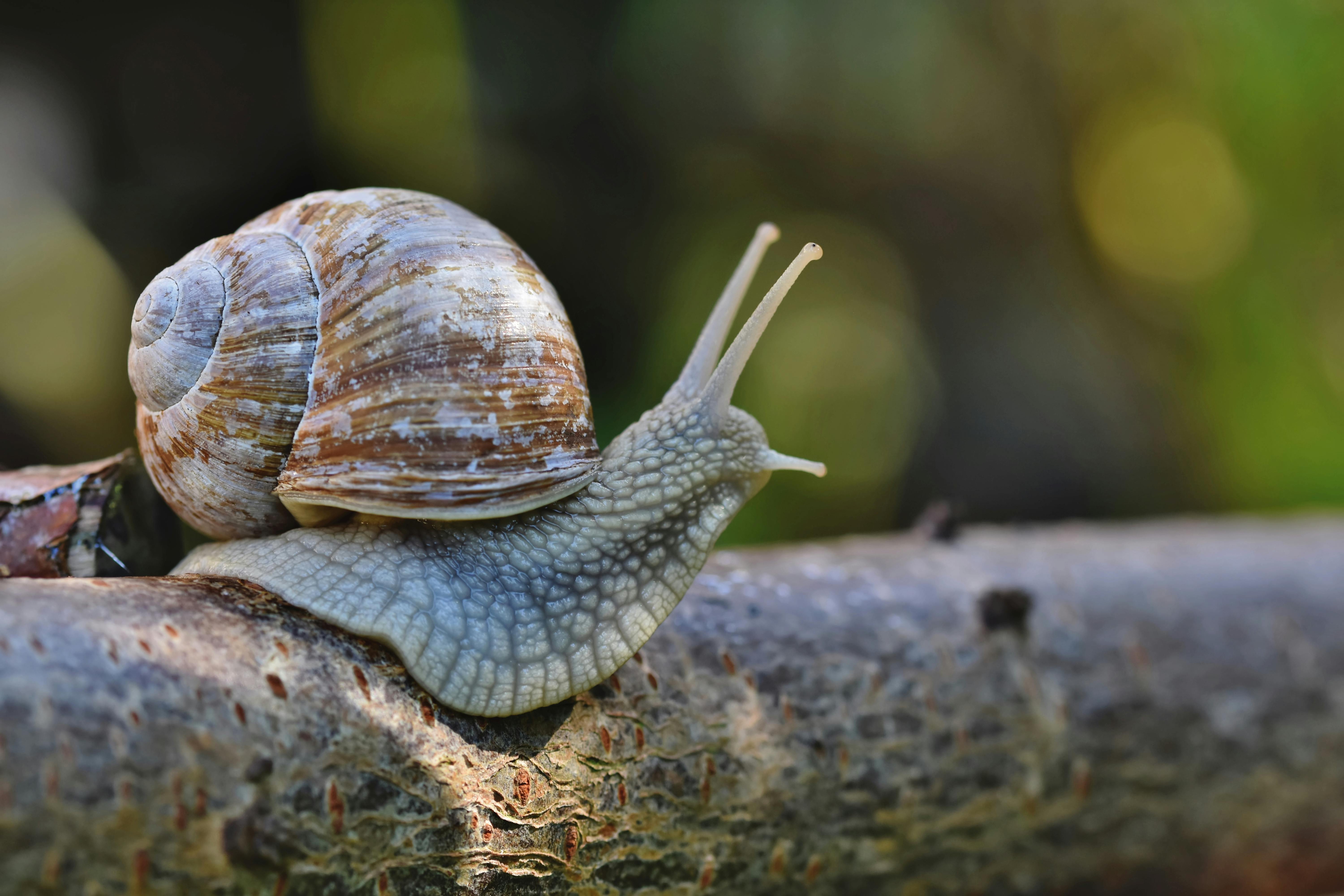 Microphotography Of Orange And Blue House Miniature On Brown Snail's 