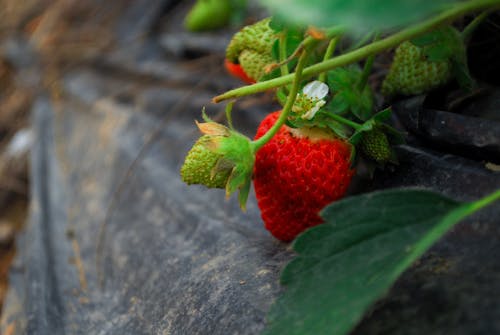 무료 딸기의 무료 스톡 사진