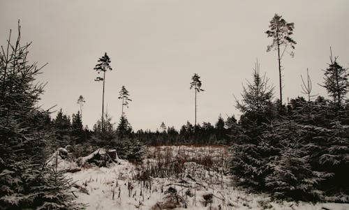 무료 눈 덮인 나무와 땅 스톡 사진