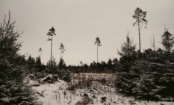 A serene winter landscape showcasing a snow-covered forest under an overcast sky.