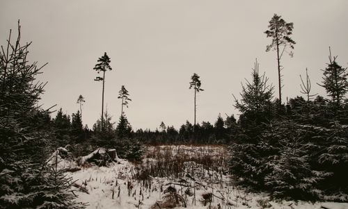 Free A serene winter landscape showcasing a snow-covered forest under an overcast sky. Stock Photo