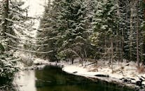 冬季的森林宁静，白雪覆盖，平静的河流倒映着树木