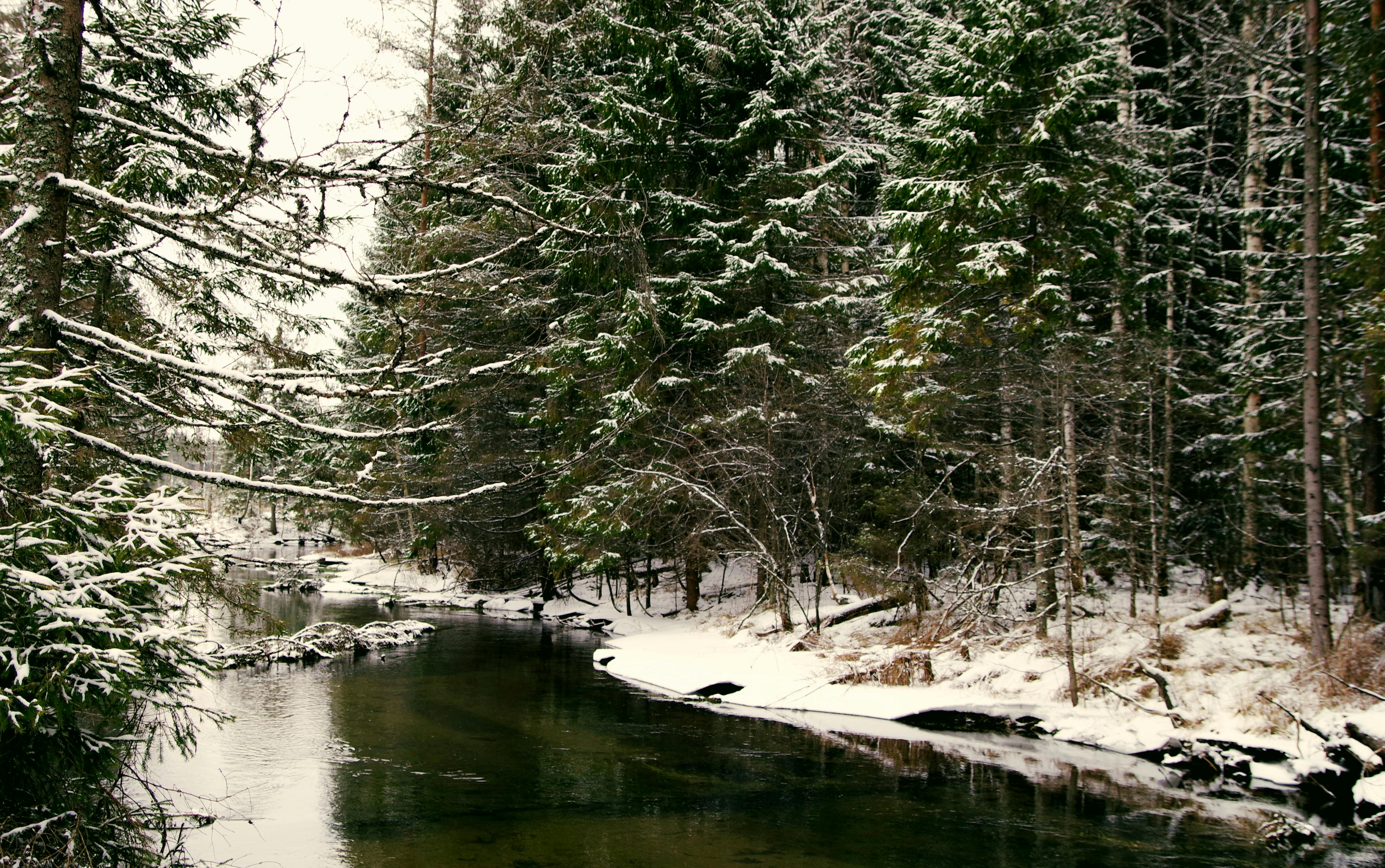 Body Of Water Near Forest · Free Stock Photo