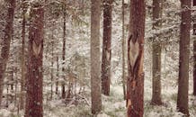 冬季森林宁静，白雪覆盖着常青树和雕刻的树干