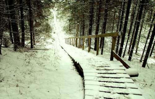 Brown Wooden Stairs Covered With Snow