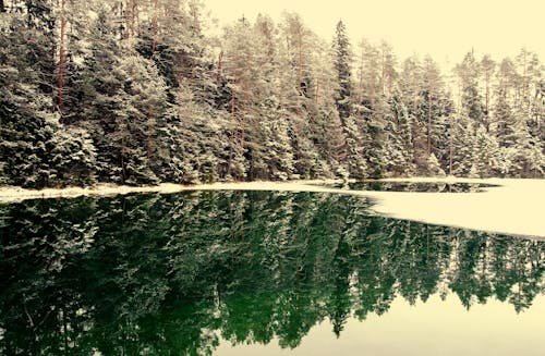 Snowcapped Trees Near Body Of Water