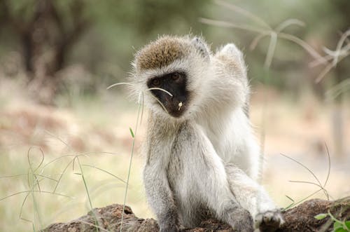 Close-up Photo of a Vervet Monkey