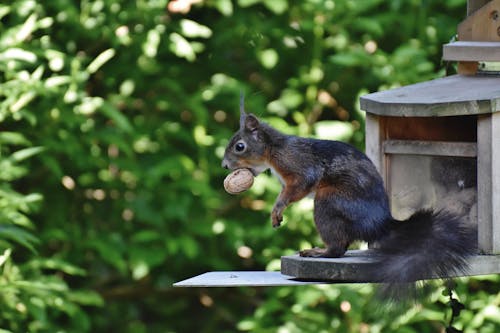 무료 귀여운, 다람쥐, 동물의 무료 스톡 사진