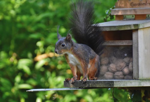 Close Up Shot of a Squirrel