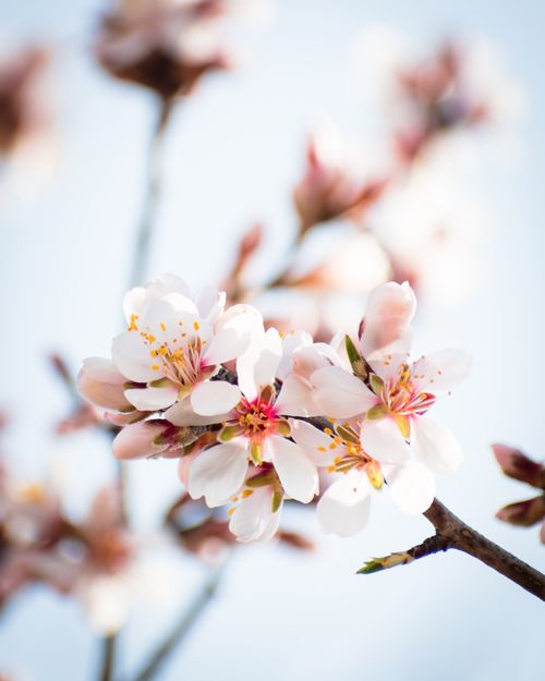 Free Close-up of cherry blossoms in full bloom with soft, blurred background. Stock Photo