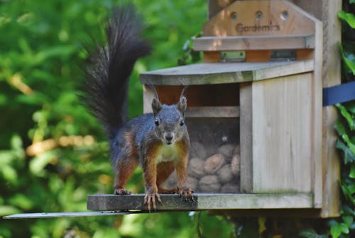 Free stock photo of rodent, squirrel