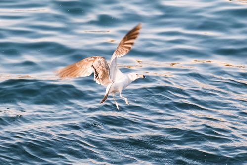 Free Graceful seagull flying above shimmering ocean waves, capturing the beauty of nature. Stock Photo