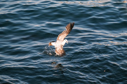 A Seagull Touching the Water Surface