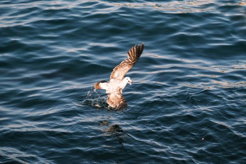 Free A seagull gracefully skims over the ocean surface, creating ripples at sunset. Stock Photo