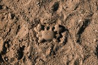 Gray Stone on Brown Sand