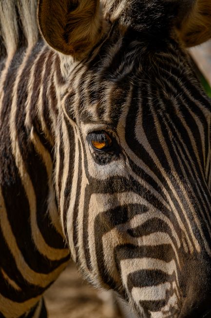 Detailed close-up of a zebra's face showcasing its striking stripes and eye.