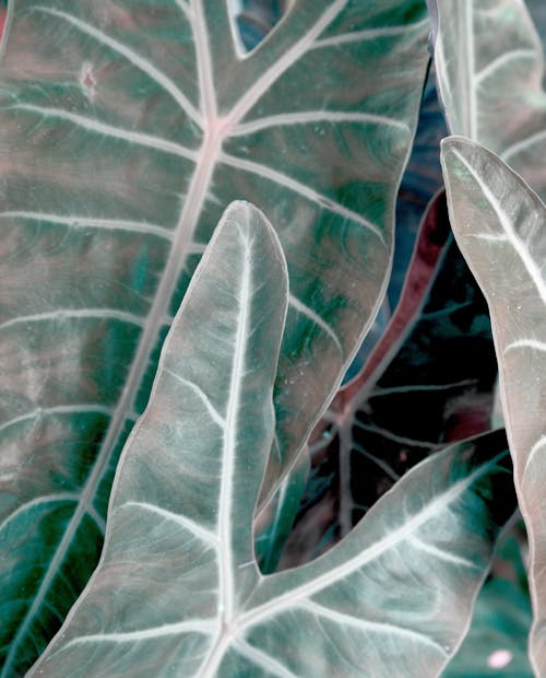 Darmowe zdjęcie z galerii z #wnętrz, abstrakcyjny, afrykańska roślina maska