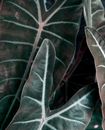 Green Leaves in Close Up Photography
