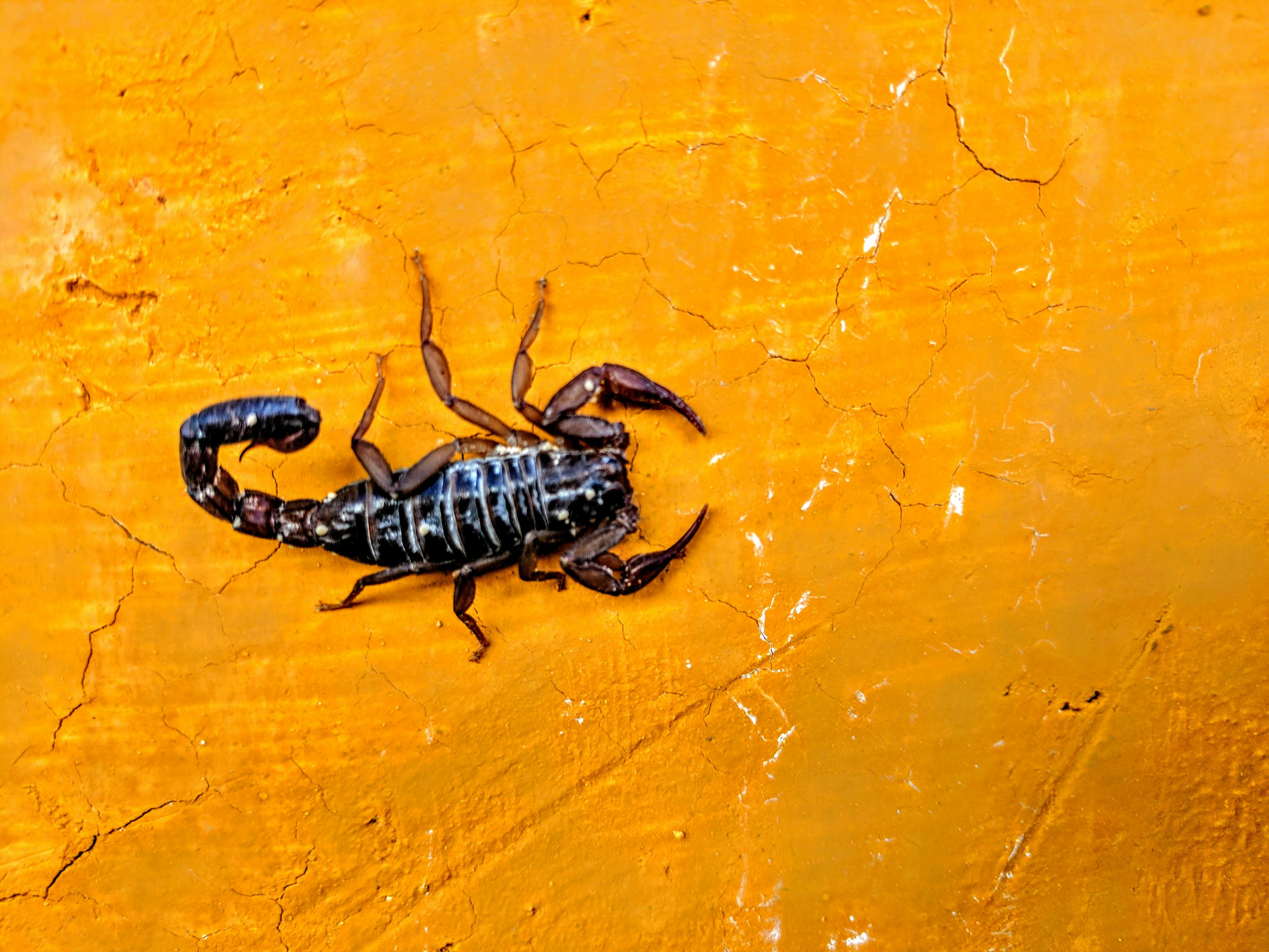 Free stock photo of insect, scorpion, sting