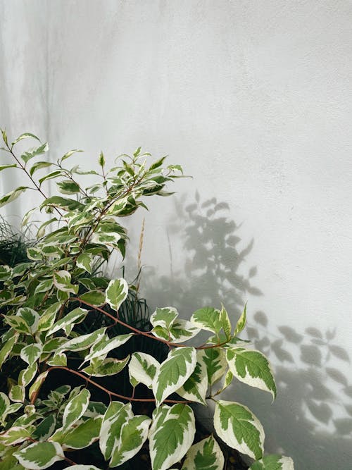 A Dogwood Plant beside a White Wall