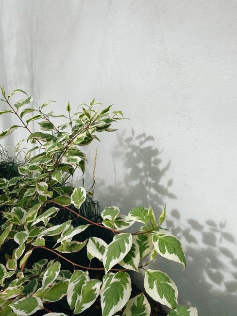 Variegated dogwood leaves casting a shadow on a white wall with natural light.