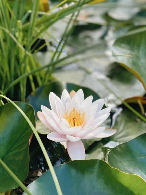 Close-up of a white lotus flower blooming amidst lush green leaves on a tranquil pond.