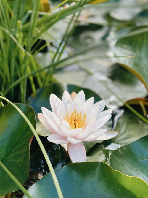 Free Close-up of a white lotus flower blooming amidst lush green leaves on a tranquil pond. Stock Photo