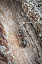 Black Ant on Brown Wooden Surface