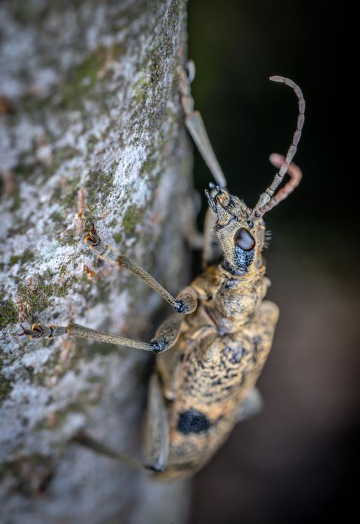 Beetle Crawling on a Tree Trunk · Free Stock Photo