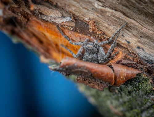 Free Detailed macro shot of a Philodromidae spider on tree bark showcasing intricate textures. Stock Photo