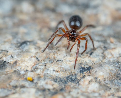 Free Close-up Photo of a Brown Spider Stock Photo