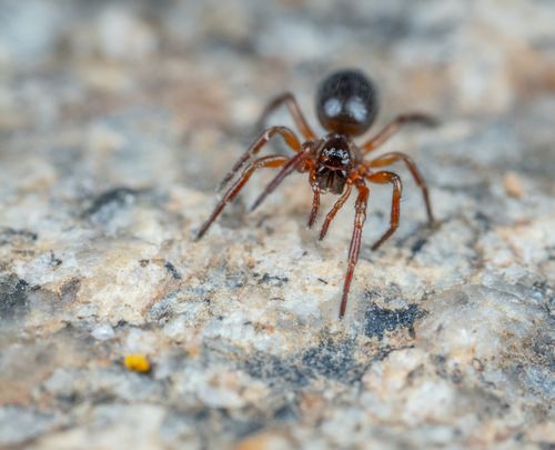 Free Detailed macro close-up of a spider crawling on a textured stone surface. Stock Photo