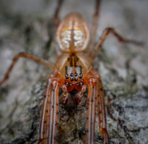 Fotobanka s bezplatnými fotkami na tému článkonožec, makrofotografia, metellina