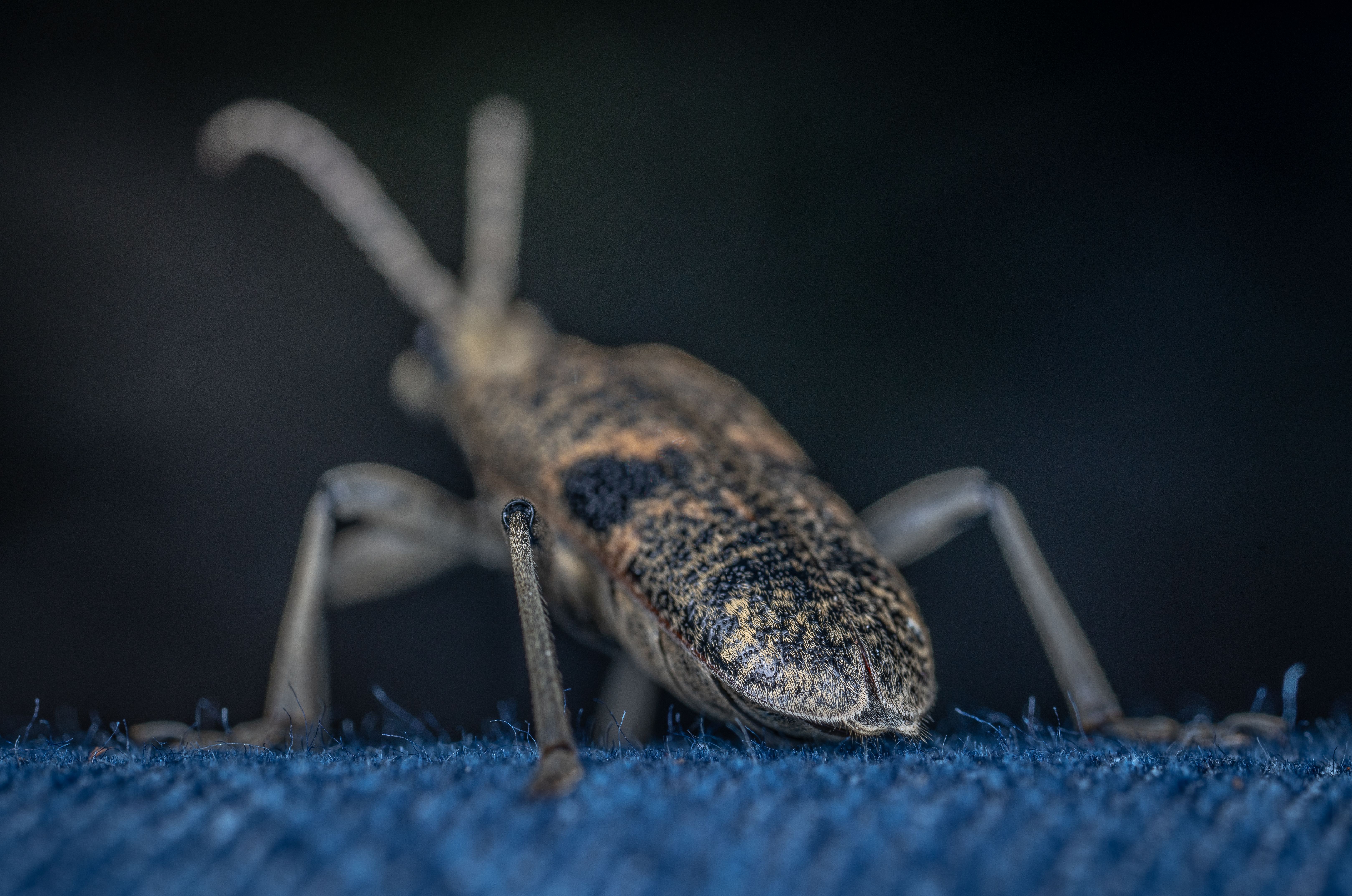 Macro shot of a beetle highlighting its detailed texture and vivid colors on a fabric surface.
