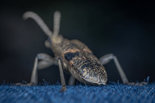Foto stok gratis beetle, fotografi serangga, merapatkan