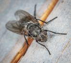 Close-up of Pollenia rudis, also known as the cluster fly, on a wooden surface with detailed textures.
