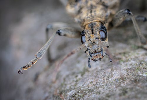 Δωρεάν στοκ φωτογραφιών με beetle, rhagium mordax, γκρο πλαν Φωτογραφία από στοκ φωτογραφιών
