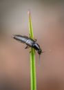 Rove Beetle on a Stem
