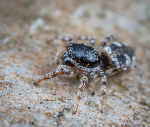 Free Detailed macro photograph of a jumping spider in natural habitat. Stock Photo